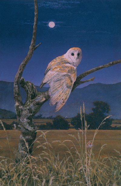 Barn Owl by Simon Cook